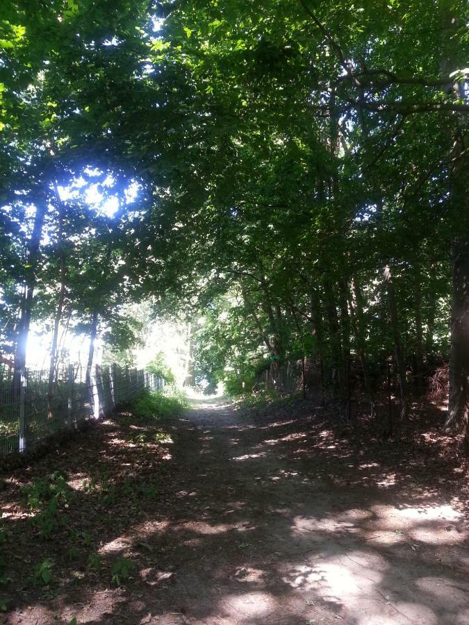 Holzhaus Trollbluemchen Am Wald Und See นอยรุพพิน ภายนอก รูปภาพ